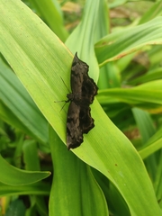 Achlyodes