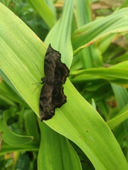 Achlyodes