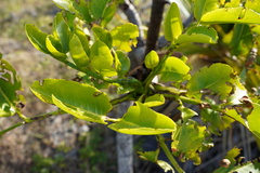 Polyscias rodriguesiana