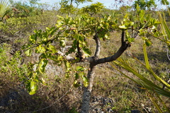 Polyscias rodriguesiana