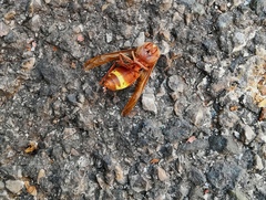 Vespa orientalis