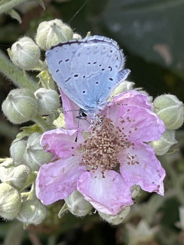 Holly blue