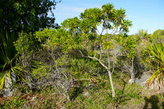 Mathurina penduliflora