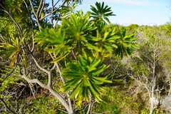 Mathurina penduliflora
