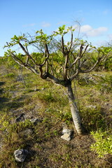 Polyscias rodriguesiana