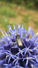 Hylaeus communis
