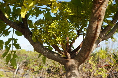 Polyscias rodriguesiana