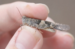 Trimerotropis pallidipennis-b