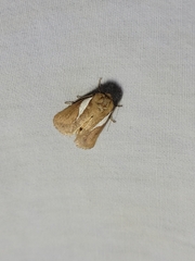 Prolimacodes trigona