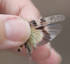 Trimerotropis pallidipennis-b