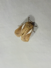Prolimacodes trigona