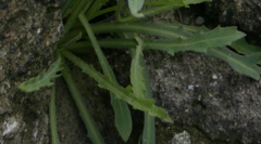 Reichardia picroides