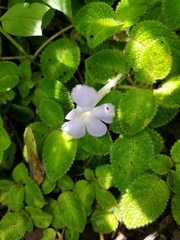 Episcia lilacina