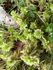 Sphagnum denticulatum
