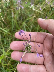 Allium carinatum