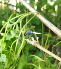 Brachydiplax farinosa