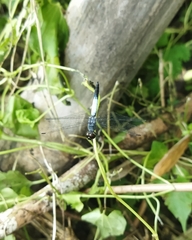 Brachydiplax farinosa