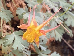 Aquilegia desertorum