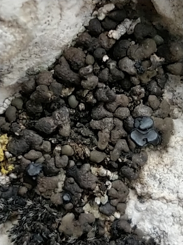 Representative image of Thalloidima tauricum