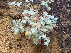 Aquilegia desertorum