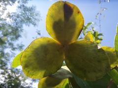 Semialarium mexicanum