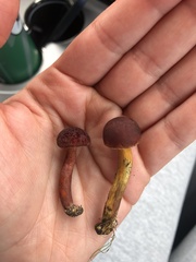 Gyroporus purpurinus