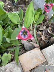 Tulipa humilis