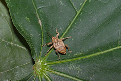 Curculio pellitus