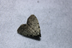 Dyspyralis puncticosta