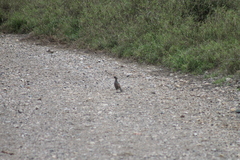 Callipepla douglasii vanderbilti