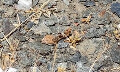 Sphingonotus rubescens