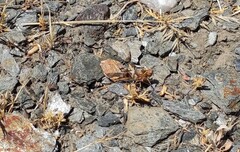 Sphingonotus rubescens