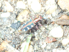 Cosmodela aurulenta aurulenta