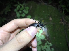 Carabus tosanus tosanus