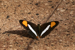 Adelpha thessalia