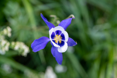 Aquilegia jucunda