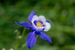 Aquilegia jucunda