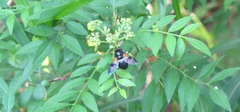 Volucella nigricans