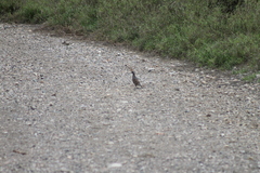 Callipepla douglasii vanderbilti
