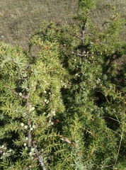 Juniperus communis