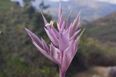 Tillandsia cacticola