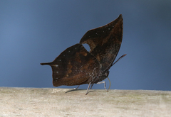 Memphis moruus