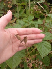 Silene latifolia alba
