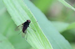 Chrysopilus proximus