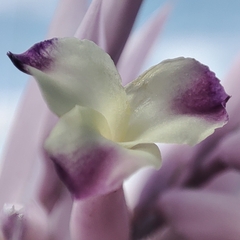 Tillandsia cacticola