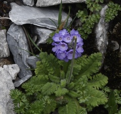 Primula pinnatifida