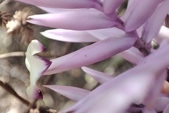 Tillandsia cacticola