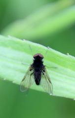 Chrysopilus proximus