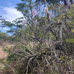 Tillandsia cacticola