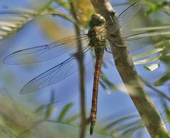 Coryphaeschna apeora